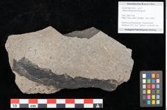 Foto (Objekt + Etikett) von Voltzia heterophylla Brongniart (NHMW-GEO-2024-0188-10578)